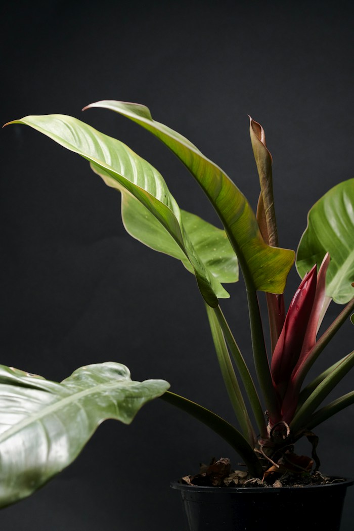 Philodendron Imperial Red
