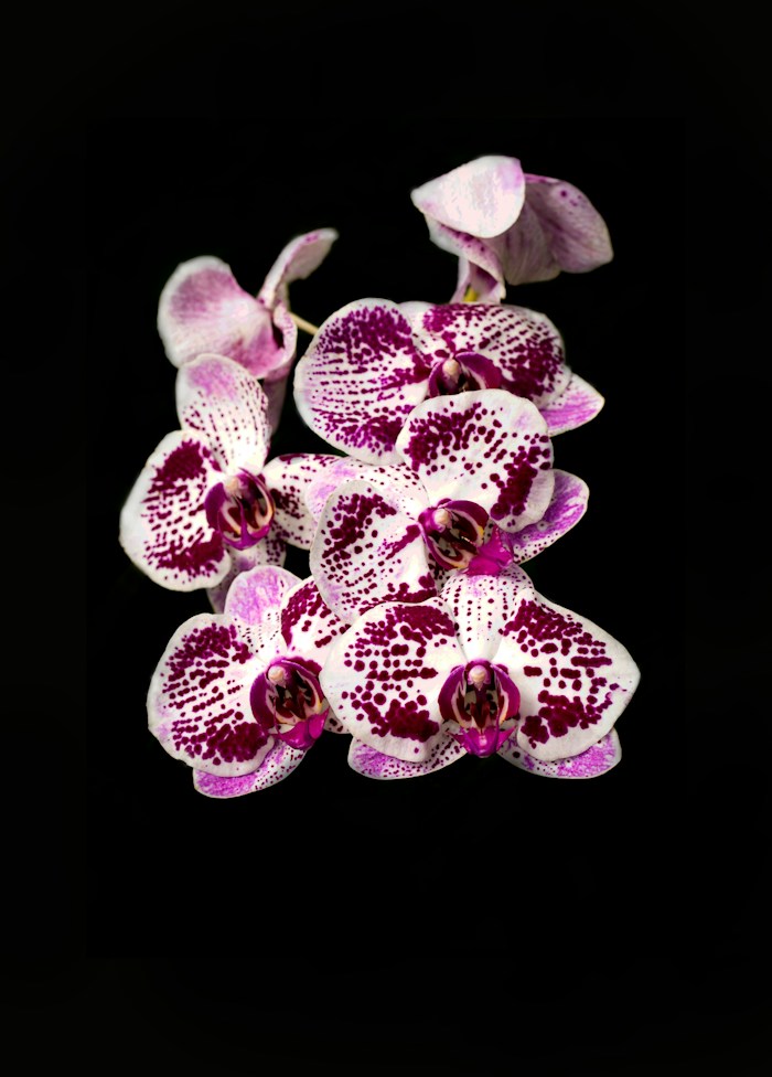 Orquídea de colección